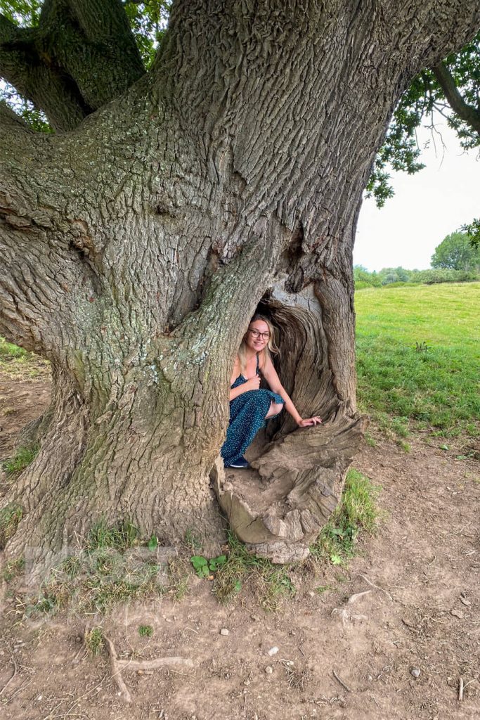 Inside a tree