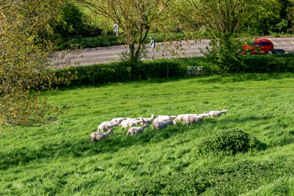 Sheep on Burrow Mump Hill