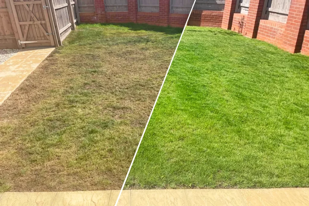 Lawn regrowth from winter