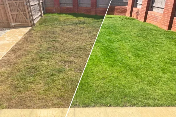 Lawn regrowth from winter