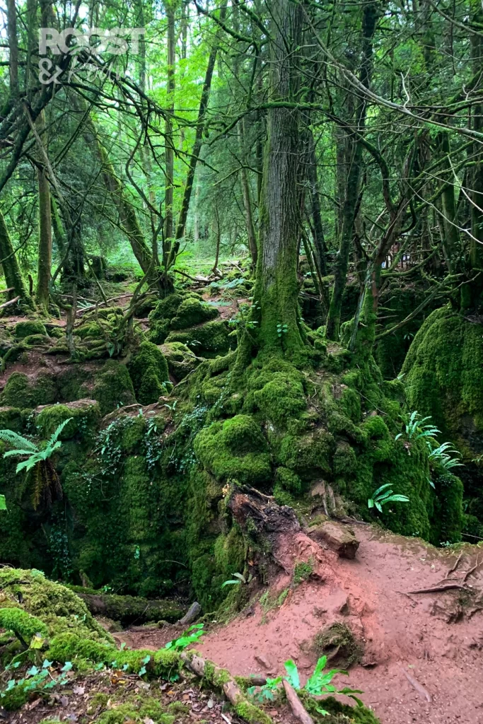 Magical woodland at Puzzlewood