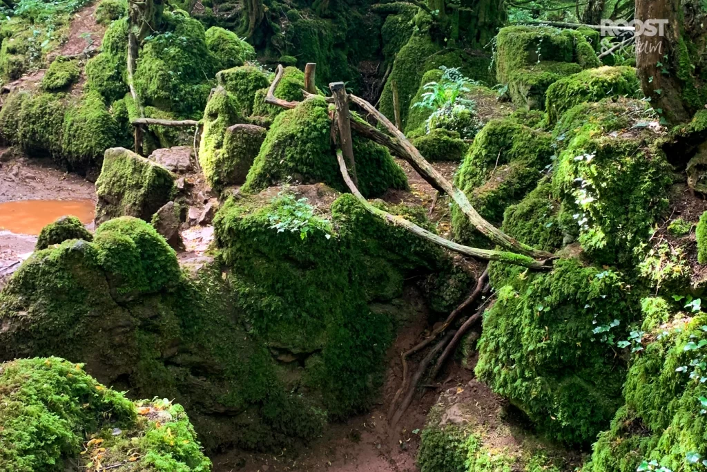 Things to do at Puzzlewood