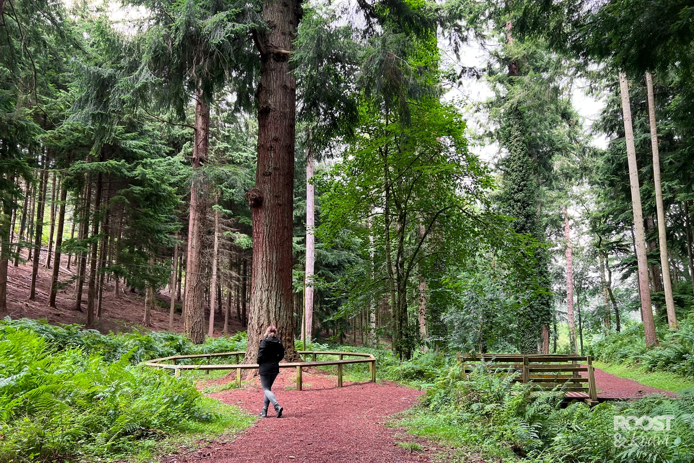 Finding Englands Tallest Tree