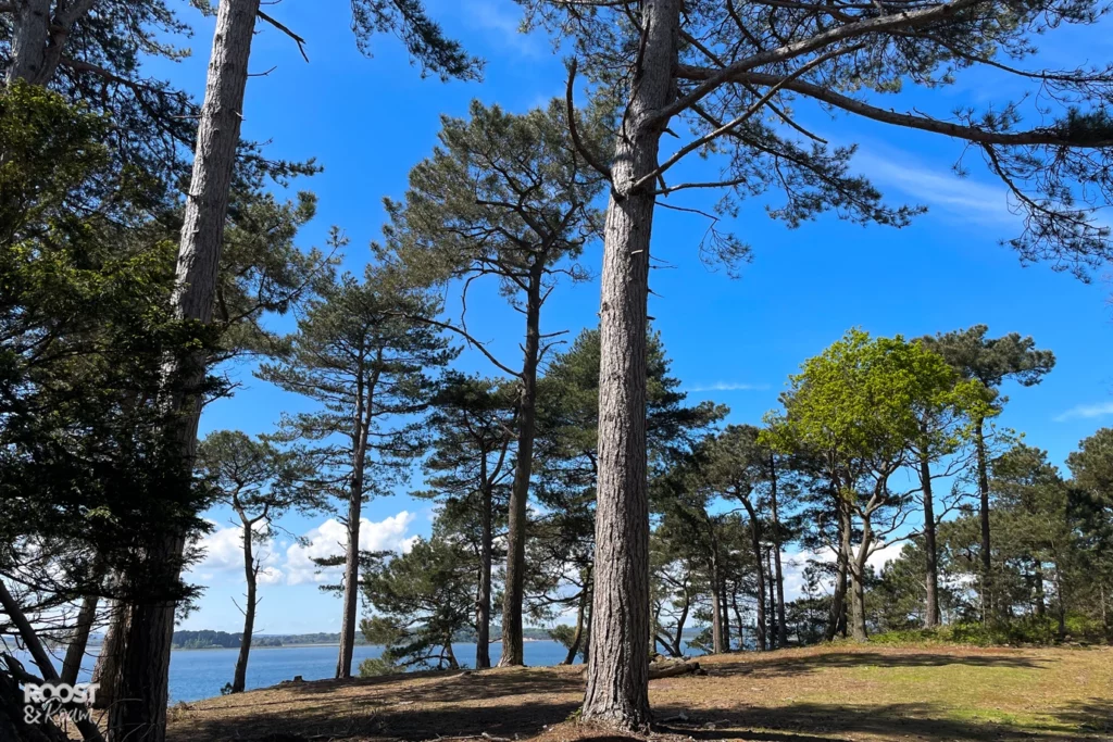 Plan a trip to Brownsea Island