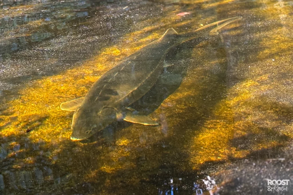 Fish in the koi pond