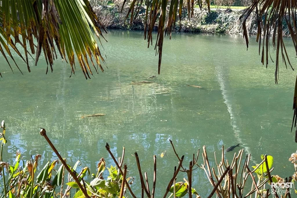 Fish pond Trebah Cornwall