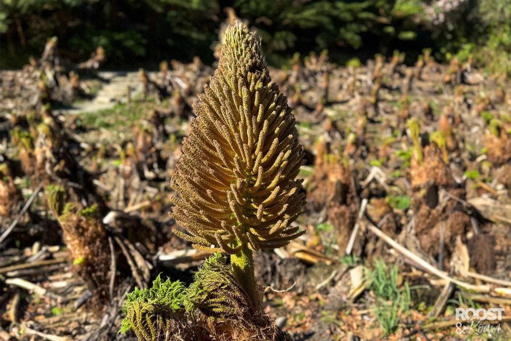 Giant Rhubarb Plant