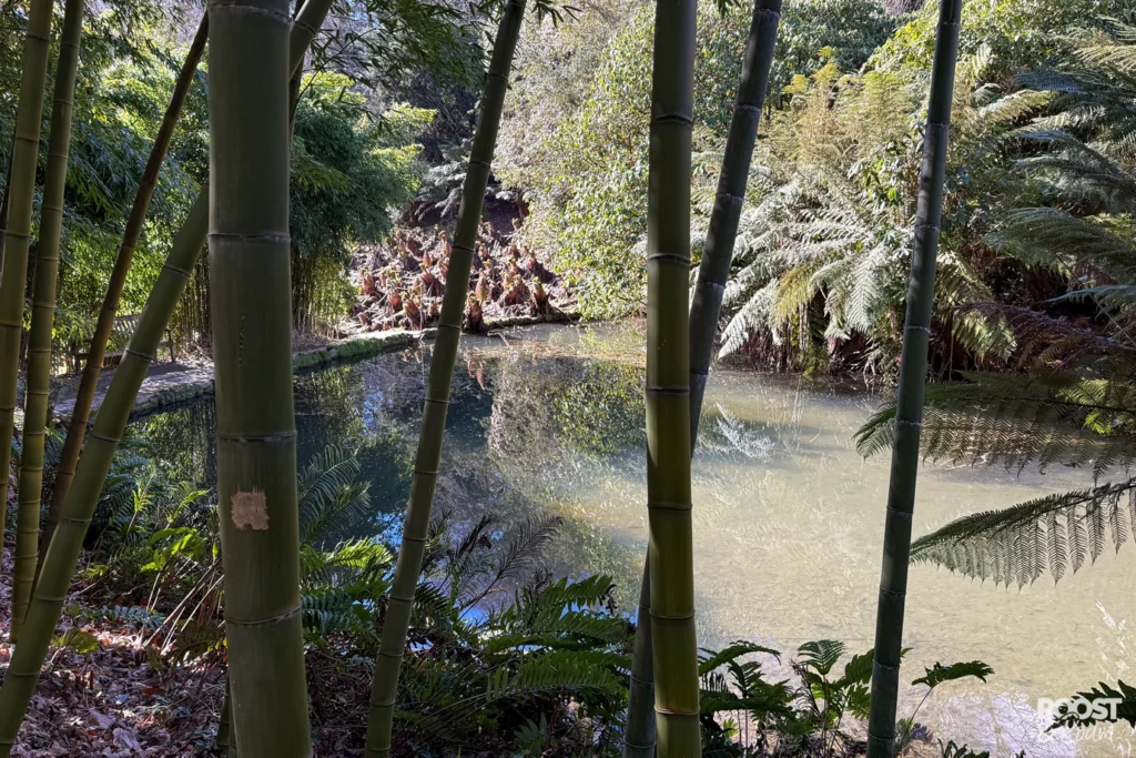 Pond Trebah Gardens Cornwall