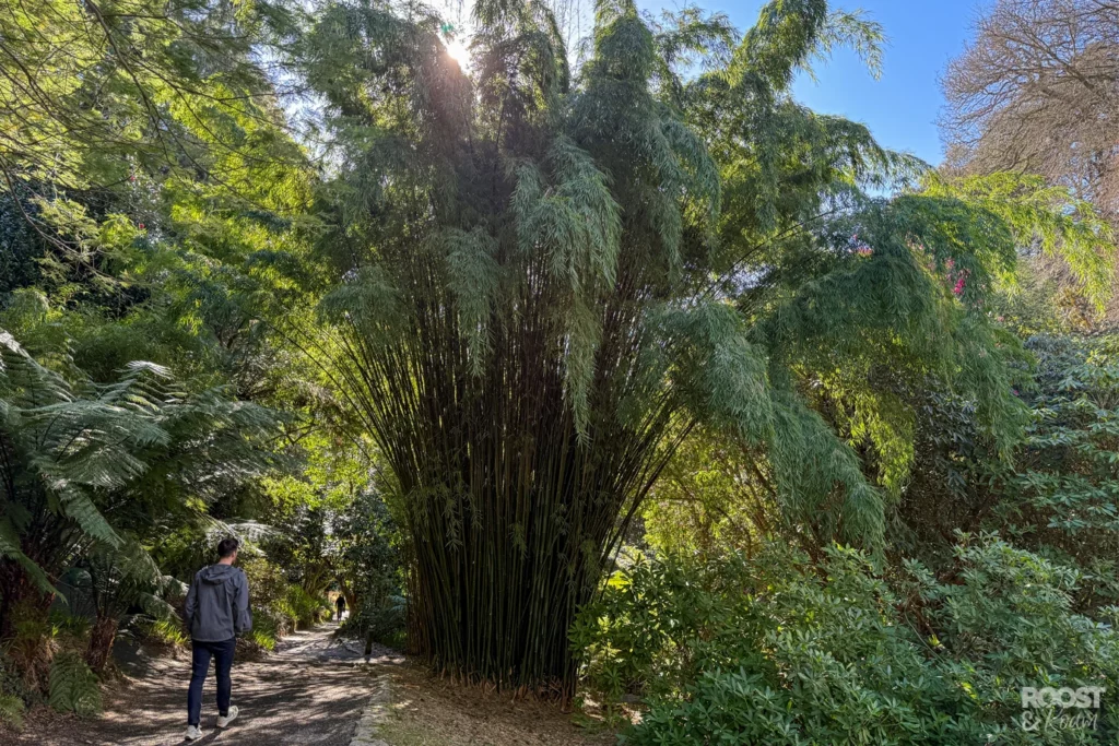 Visiting Trebah Gardens Falmouth