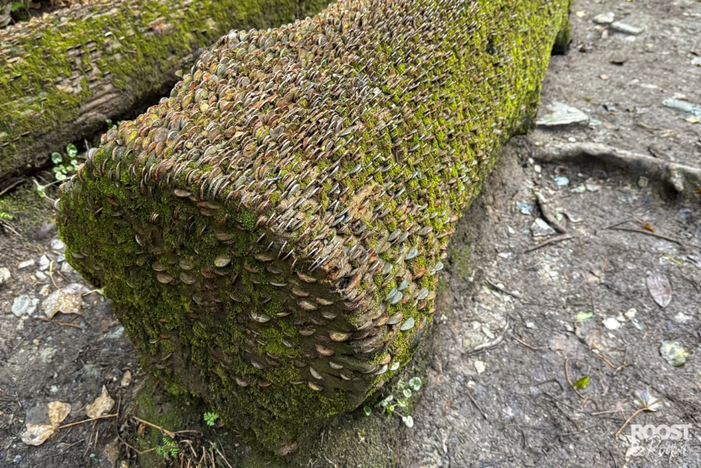 Money wishing tree Cornwall