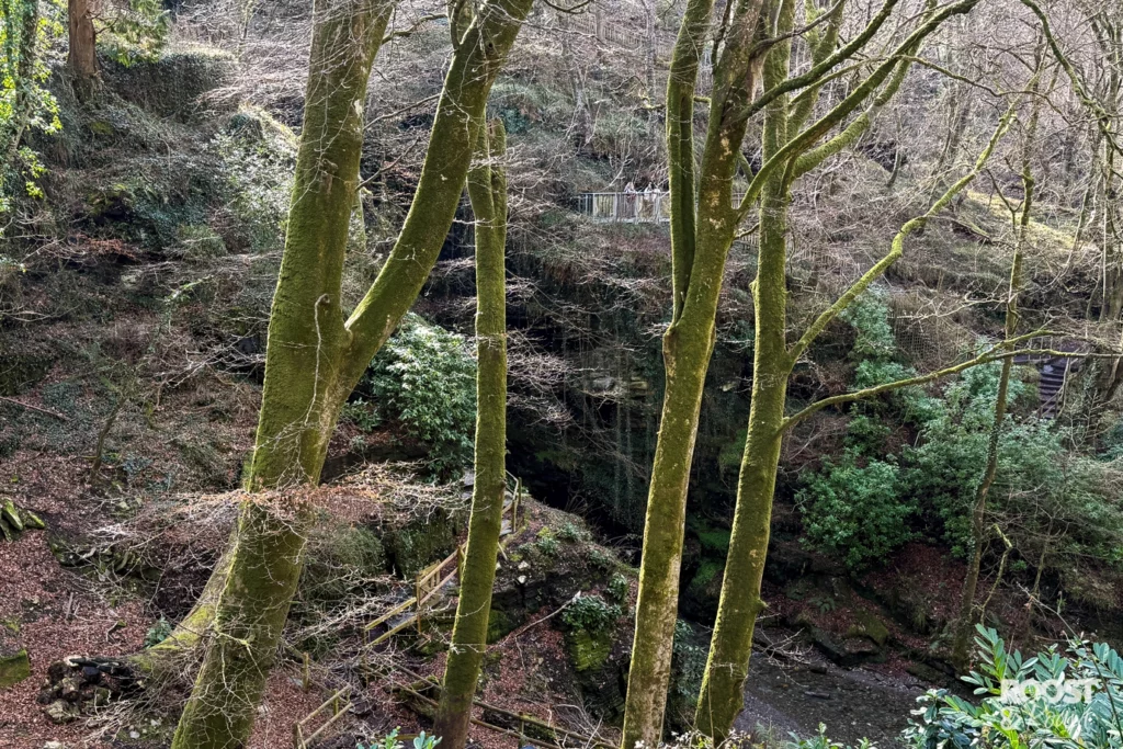 Woodland Valley Cornwall