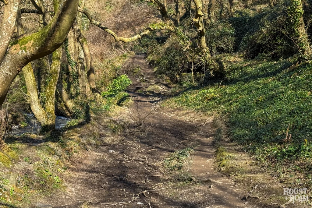 Woodland walk at Rocky Valley