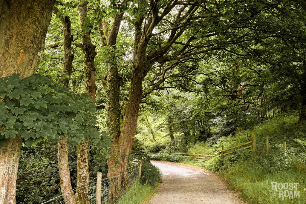 Trees Mortehoe Walk
