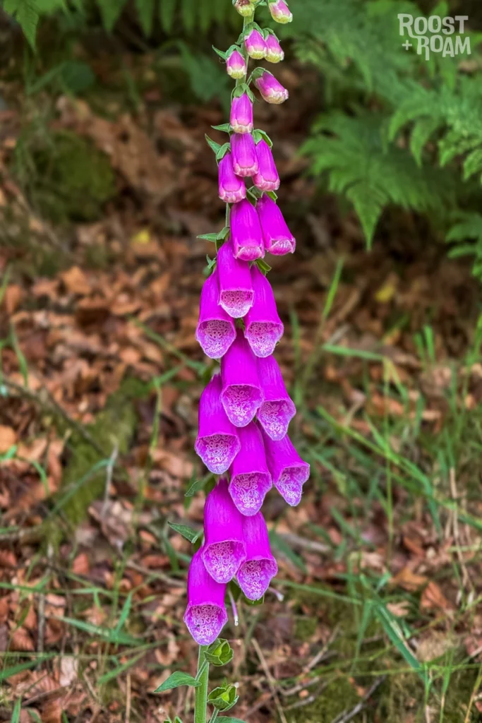 Foxglove Exmoor