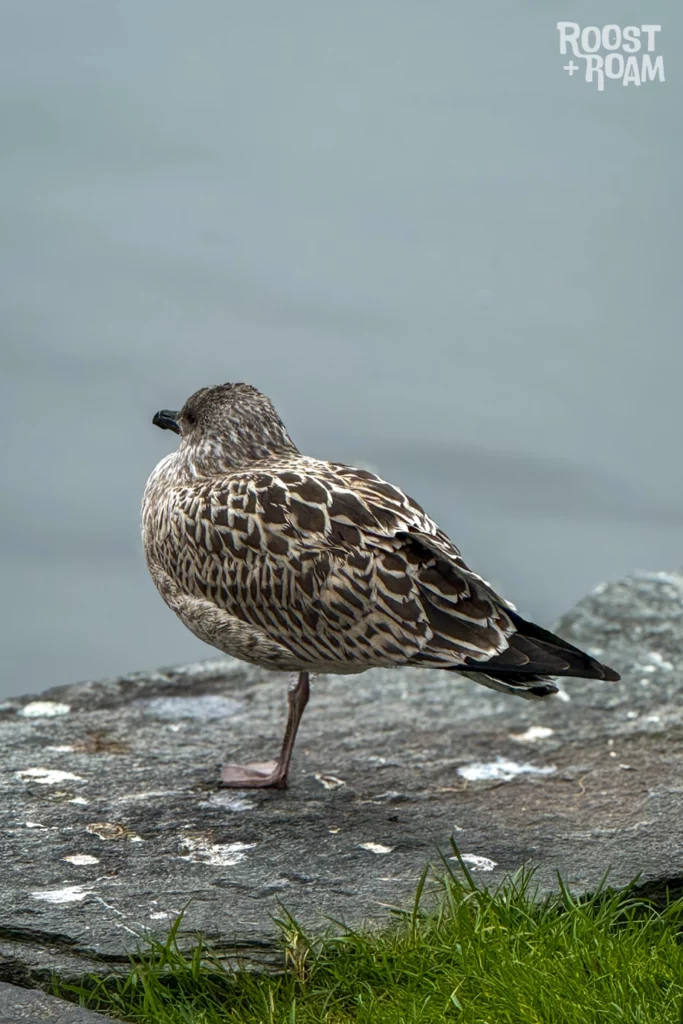 Seagull in Stavanger