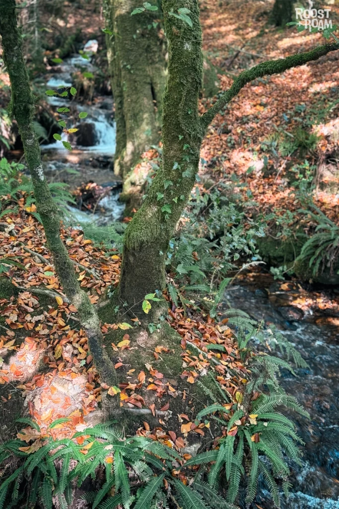 Autumn walk around Burrator reservoir