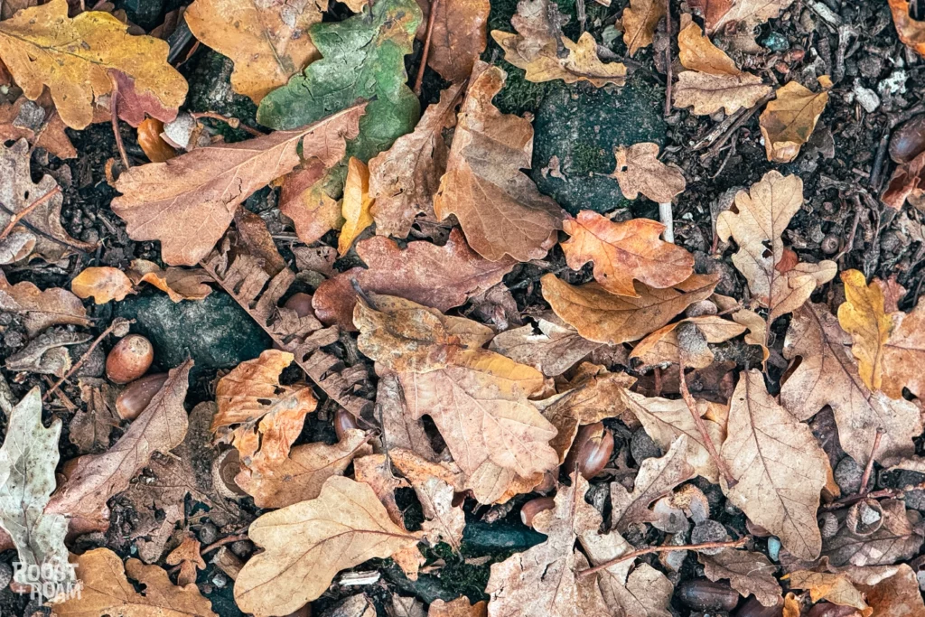 Autumn walk around Burrator reservoir