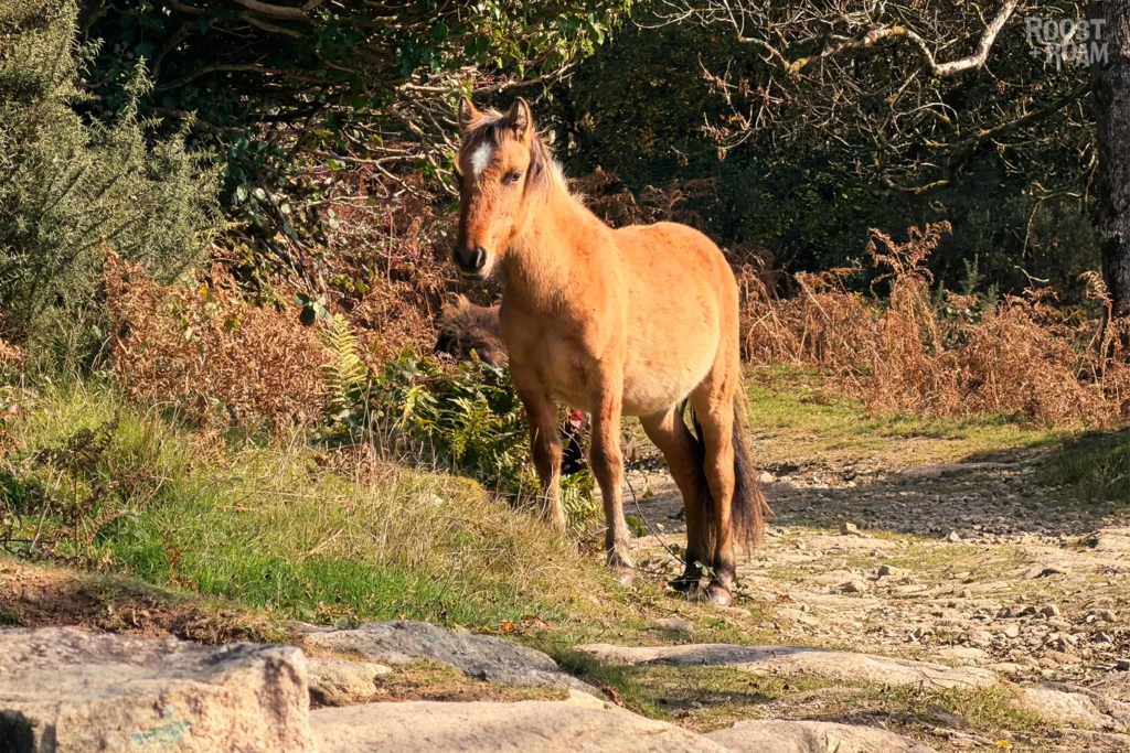Dartmoor pony Leather Tor
