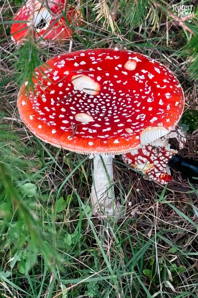 Wild mushroom Leather Tor