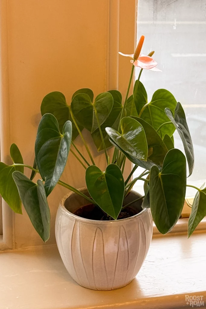 Plant the Bird hotel Bath