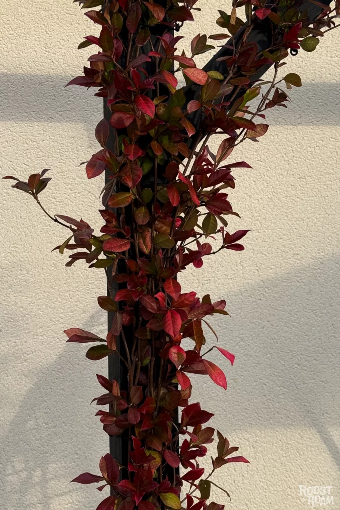 star jasmine winter
