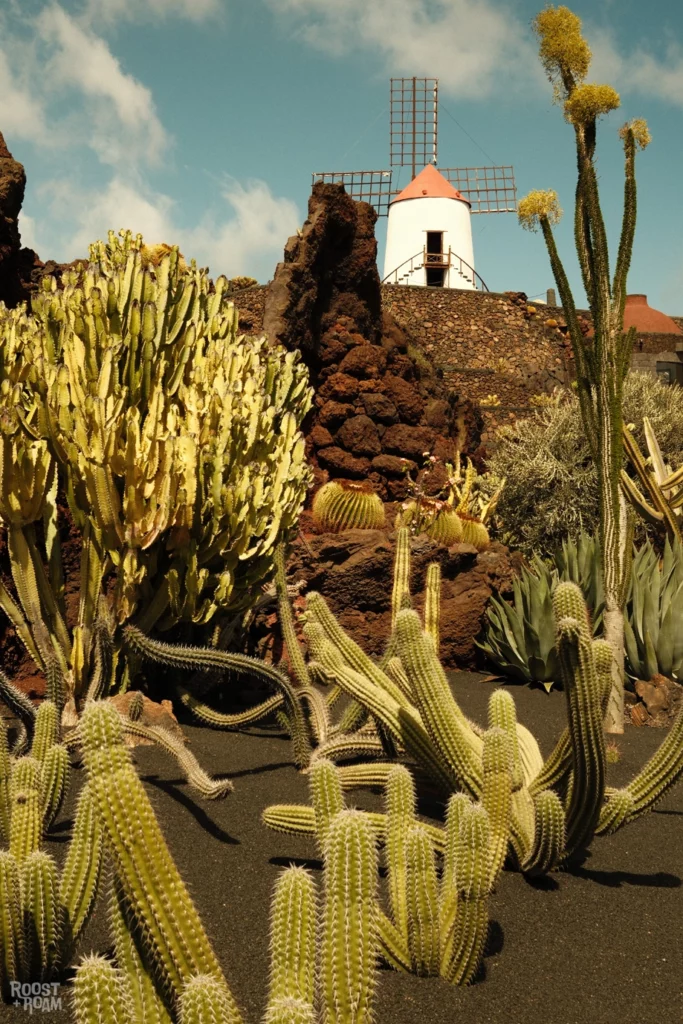 cactus garden Lanzarote things to do