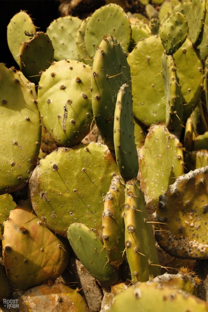 cactus up close lanzarote