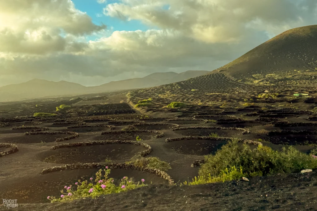 Lanzarote wine vineyards